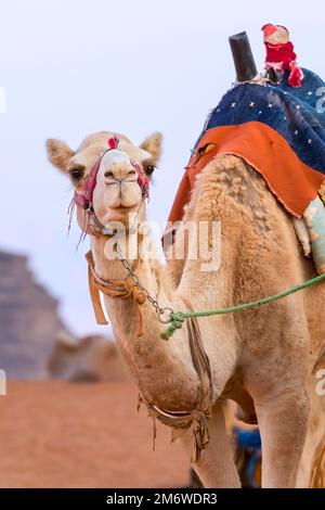 Chameau avec selle dans le désert de Jordanie Banque D'Images