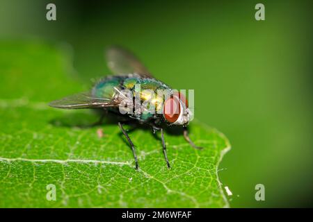 Une mouche, une mouche or peu de meilleur. (Spéc. Lucila) sur une feuille d'arbre. Banque D'Images