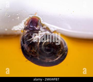 Un escargot de corne de poteau sur le panneau de verre d'un aquarium. Banque D'Images