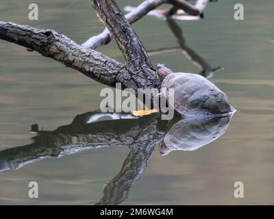 Gros plan de grenouille dans le lac Banque D'Images