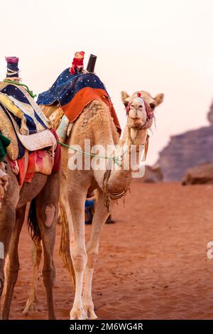 Chameau avec selle dans le désert de Jordanie Banque D'Images