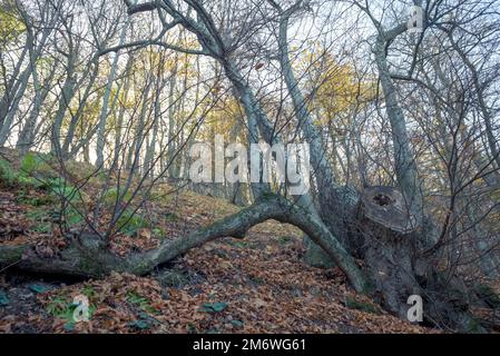 Une souche d'arbre dans une forêt lumineuse et d'automne Banque D'Images