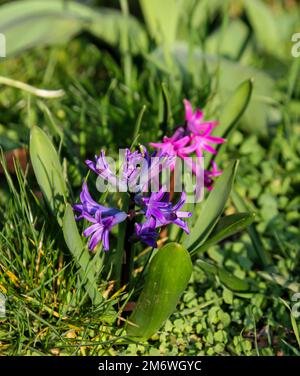 Gros plan de la fleur ouverte de jacinthe. Banque D'Images