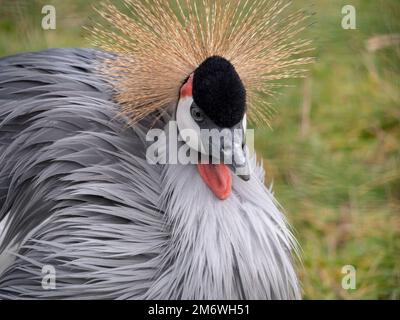 Magnifique oiseau, gris Couronné Crane avec oeil bleu et eau rouge Banque D'Images