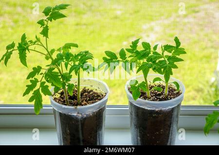 Plants de tomates en culture dans des récipients en plastique. Banque D'Images