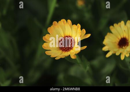 Calendula en fleurs (lat. Calendula officinalis) sur un lit de fleurs dans le jardin d'été Banque D'Images