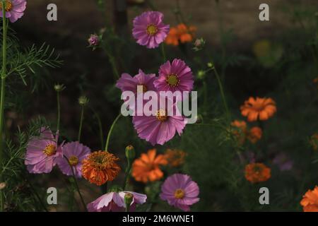 Cosmos fleurs dans la nature, l'arrière-plan flou, douce fleur, rose clair et rose foncé cosmos Banque D'Images