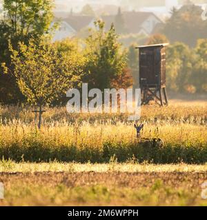 Mignon surpris le Chevreuil, Capreolus capreolus, buck en été debout dans l'herbe haute à l'arrière-plan flou. Banque D'Images