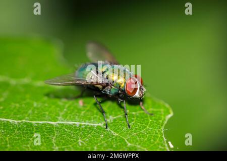 Une mouche, une mouche or peu de meilleur. (Spéc. Lucila) sur une feuille d'arbre. Banque D'Images