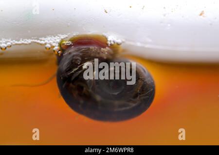 Un escargot de corne de poteau sur le panneau de verre d'un aquarium. Banque D'Images