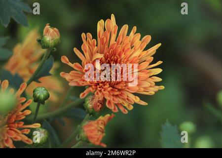 Photo macro de maman orange et rouge ou chrysanthème Banque D'Images