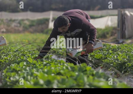 Gaza, Palestine. 05th janvier 2023. Un agriculteur palestinien cueille des fraises dans une ferme de Beit Lahiya, dans le nord de la bande de Gaza. (Photo de Mahmoud Issa/SOPA Images/Sipa USA) crédit: SIPA USA/Alay Live News Banque D'Images