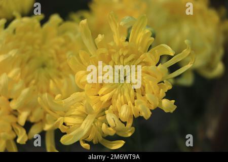 Un bouquet de chrysanthèmes jaunes composant la composition. Banque D'Images