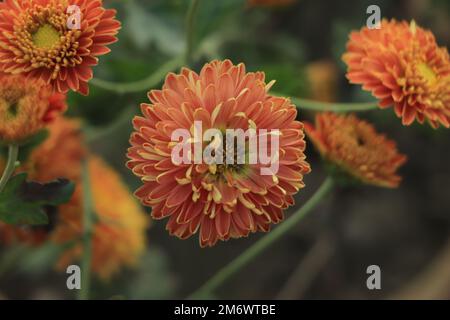 Chrysanthème coréen orange rouge. Gros plan sur les chrysanthèmes de Hardy. Banque D'Images