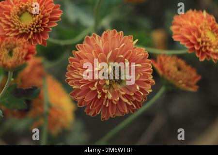 Chrysanthème coréen orange rouge. Gros plan sur les chrysanthèmes de Hardy. Banque D'Images