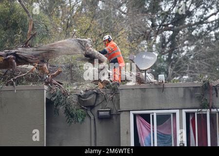 Oakland, États-Unis, 05/01/2023, Un travailleur coupe l'arbre qui est tombé sur un appartement pendant la tempête. Une forte tempête a frappé la région de la baie de San Francisco depuis 4 janvier. Plusieurs villes ont été touchées en raison de la forte tempête, notamment San Francisco, San Jose, Oakland, Alameda, Daly City, Santa Cruz, Berkeley, Half Moon Bay. Au cours de la tempête, un nombre de personnes ont été blessées et évacuées. Il y avait au moins une personne qui est décédée à cause de la tempête et des arbres sont tombés. À Oakland, un grand eucalyptus s'est renversé sur un immeuble d'appartements sur la rue Lynde. C'est arrivé tôt le matin sur 5 janvier Banque D'Images