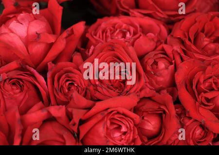 Des roses rouge foncé close up texture background Banque D'Images
