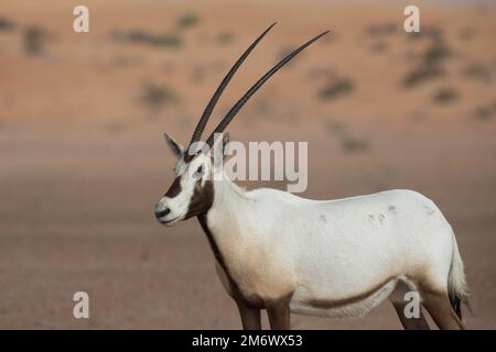 Gros plan d'un oryx solitaire arabe dans un paysage désertique. Dubaï, Émirats arabes Unis. Banque D'Images