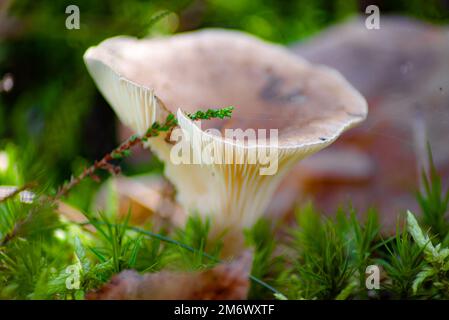 Champignons roses dans la belle lumière d'automne sur un plancher de forêt avec herbe verte luxuriante et troncs d'arbres entourés par des aiguilles de pin Banque D'Images