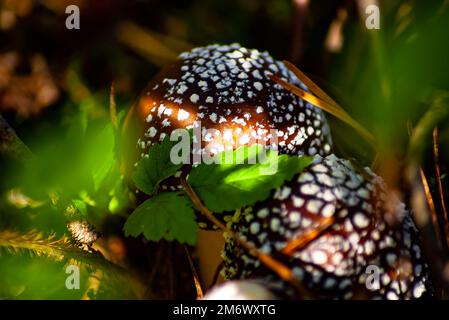 Deux champignons dans la belle lumière d'automne sur un fond de forêt avec herbe verte luxuriante et troncs d'arbre entourés par des aiguilles de pin Banque D'Images