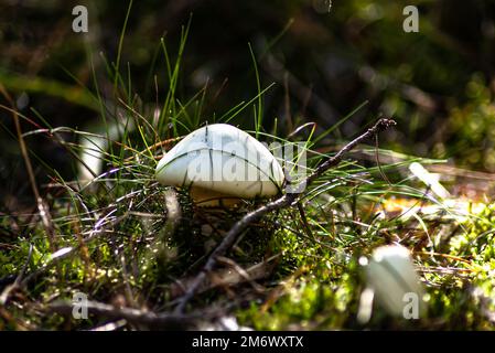 Champignons blancs se cachant sur le plancher de la forêt parmi de petites branches d'herbe et de mousse dans la lumière du soleil du matin Banque D'Images