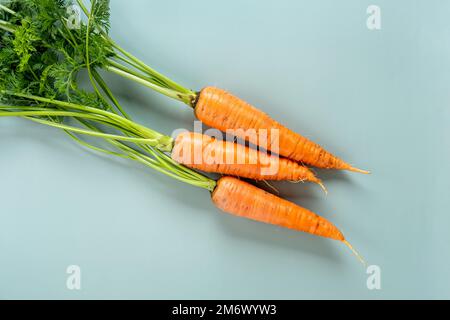 Bouquet de carottes fraîches. Récolte fraîchement botte. Légumes frais de ferme sur fond pastel. Aliments biologiques sains Banque D'Images