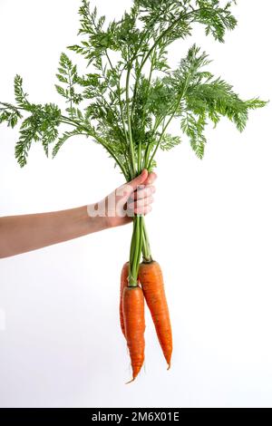 La main d'une femme tient un tas de carottes fraîches sur un fond blanc. Récolte fraîchement botte. Aliments biologiques sains Banque D'Images