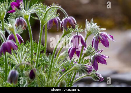 Fleurs de paqueflower pourpres (pulsatilla vulgaris) avec fond flou Banque D'Images