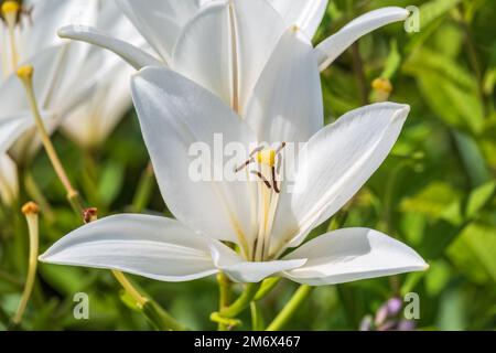 Fleurs de nénuphar blanc , Lilium candidum, le nénuphar. Lily fleurit et ses pétales dans le jardin vert en journée de soleil Banque D'Images