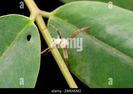 L'araignée caractéristique d'Anasuja, Argiope anasuja mâle, Satara, Maharashtra, Inde Banque D'Images