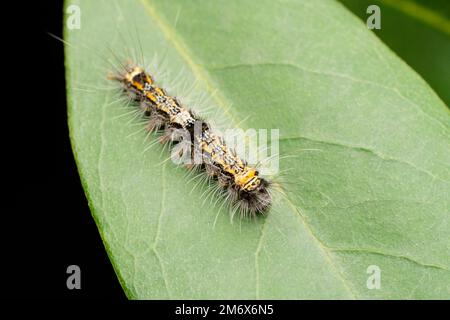 Chenille de quatre pieds tachetés, Lithosia quadra, Satara, Maharashtra, Inde Banque D'Images