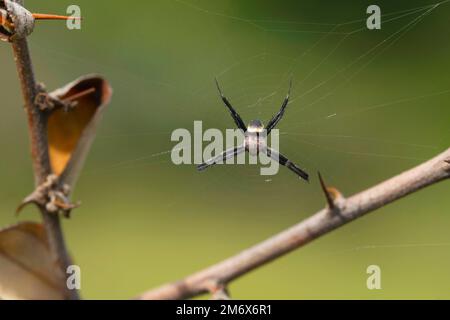 Araignée de signature mâle, Argiope keyserlingi, Satara, Maharashtra, Inde Banque D'Images