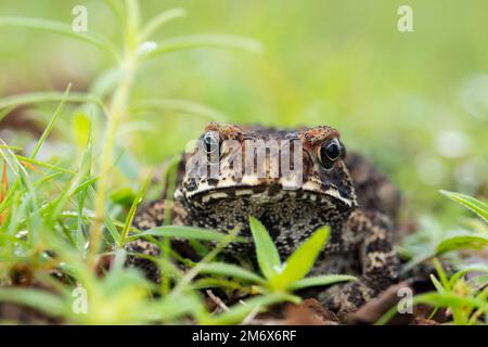 Crapaud strié, Duttaphrynus parietalis, Maharashtra, Inde Banque D'Images