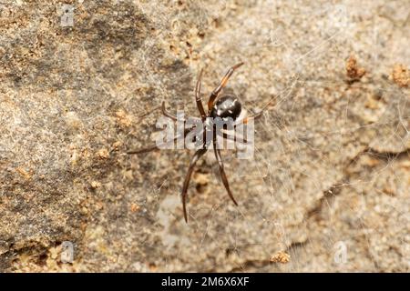 Fausse araignée noire veuve, Steatoda nobilis, Satara, Maharashtra, Inde Banque D'Images