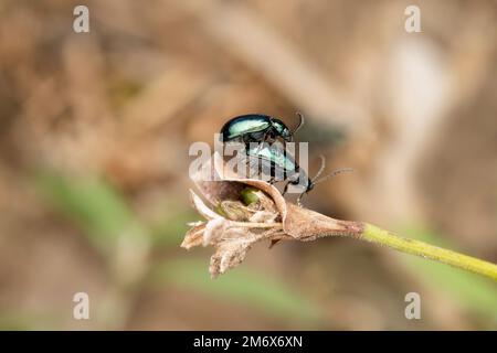 Accouplement du coléoptère des puces, Altica oleracea, Satara, maharashtra, Inde Banque D'Images