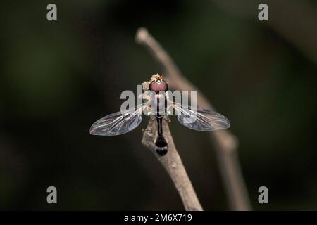 Ocyptamus fuscipennis, Satara, maharashtra, Inde Banque D'Images