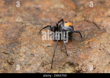 Araignée rouge mortelle, Latrodectus hasselti, Satara, Maharashtra, Inde Banque D'Images