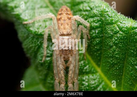 Araignée crabe endormie, Tmarus angulatus, Satara, Maharashtra, Inde Banque D'Images