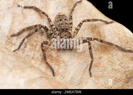 Araignée Huntsman, Heteropoda jugulans, Satara, Maharashtra, Inde Banque D'Images