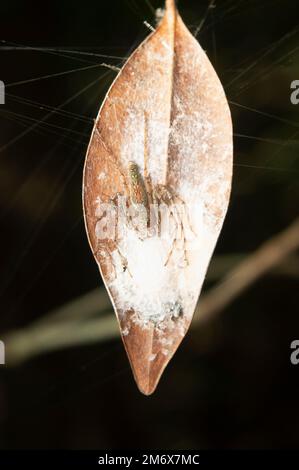 Araignée Lynx - Oxyopes hamadrruas à proximité de son sac d'œufs, Amba , Kolhapur , Maharashtra , Inde Banque D'Images