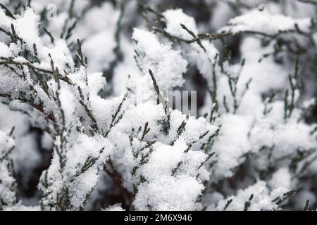 Brousse de genévrier dans un jardin d'hiver recouvert de neige Banque D'Images