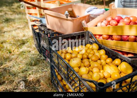 Pile de jeunes pommes de terre blanches non pelées triées dans une caisse en plastique noir placée sur le sol herbacé. Banque D'Images