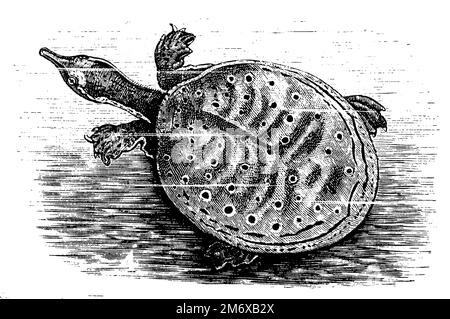 Tortue molle de Floride, Apalone ferox, (encyclopédie, 1891), Florida-Weichschenfildkröte, Ferox de Testudo Banque D'Images