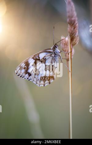 Un papillon de damier sur une plante d'herbe dans un pré. Banque D'Images
