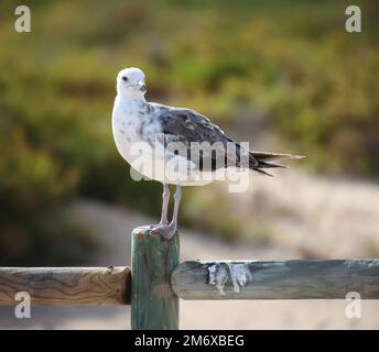 Un mouette se trouve sur un poste de bordure de chemin. Banque D'Images