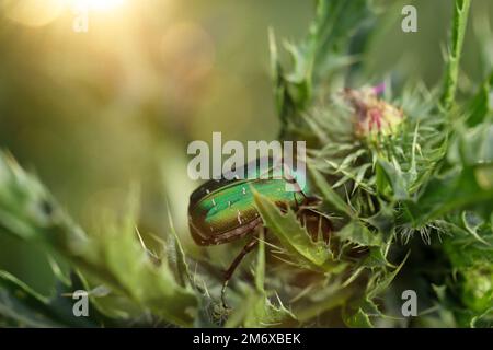 Un cocarbe sur un chardon à lait. Gros plan d'un coléoptère de rose vert. Banque D'Images