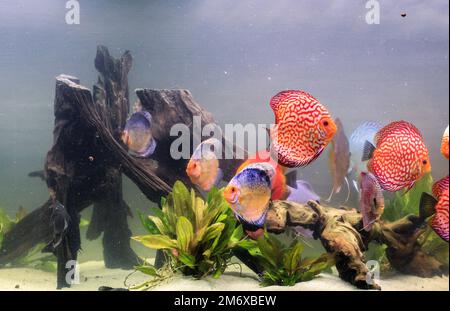 Un groupe de poissons discus dans un aquarium. Les poissons de Discus viennent de l'Amazonie. Banque D'Images