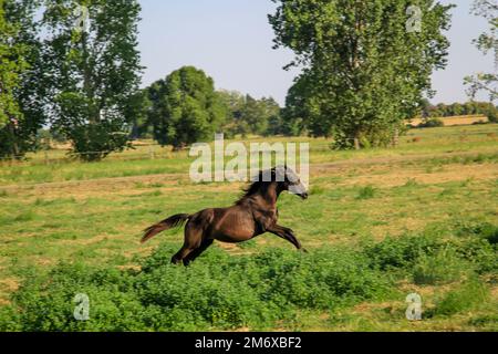 Un cheval, un troupeau de chevaux qui se Racing dans un enclos. Banque D'Images