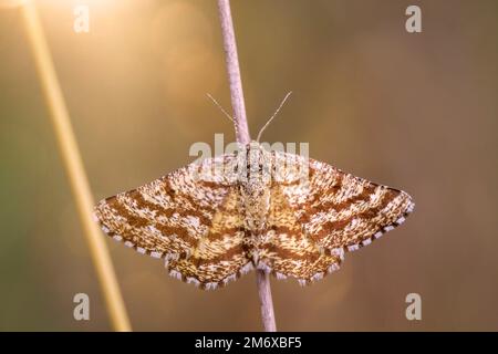 Un papillon sur une tige sèche dans un pré. Banque D'Images