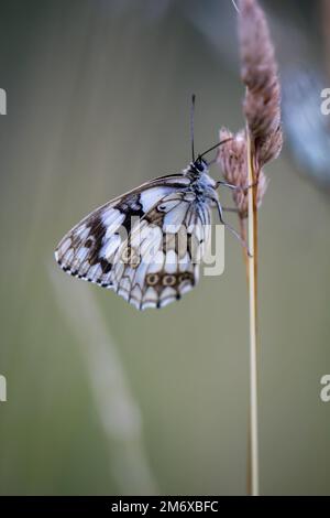 Un papillon de damier sur une plante d'herbe dans un pré. Banque D'Images